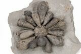 Jurassic Fossil Urchin (Firmacidaris) - Amellago, Morocco #217837-2